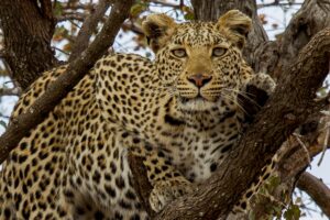 photo 3 - leopard